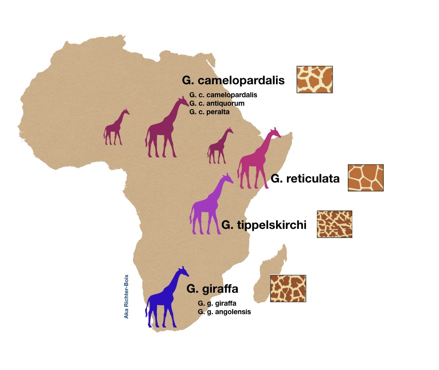 Fig. 7: Las cuatro especies sugeridas por las nuevas evidencias genéticas y su distribución ilustrativa a lo largo del continente africano. Grafía original de: Fennessy et al. (2016) Current Biology 26, 2543–2549.﻿
